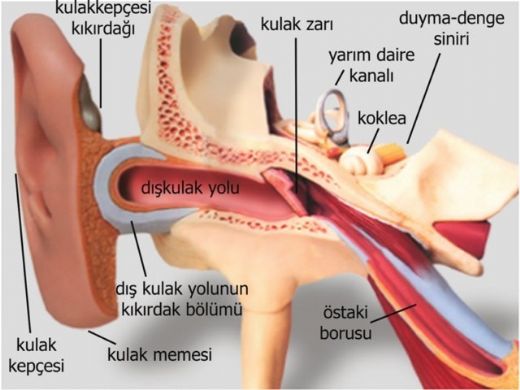 Dış Kulak Yolu Enfeksiyonu Belirtileri ve Tedavisi